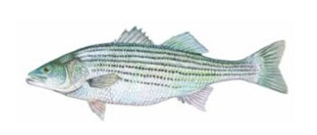 Stripers fish