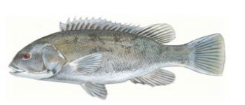 Tautog Fish