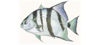 spadefish